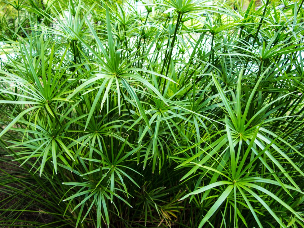 vodena-palma-cyperus-diffusus.jpg