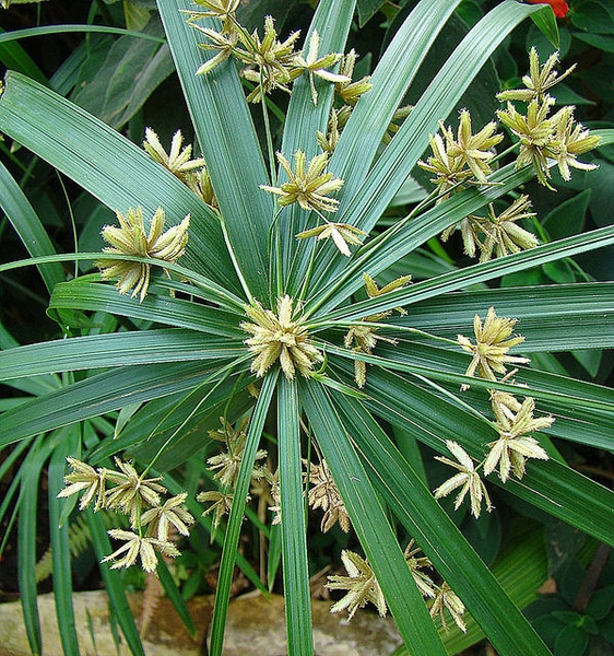 vodena-palma-mini-cyperus-diffusus.jpg