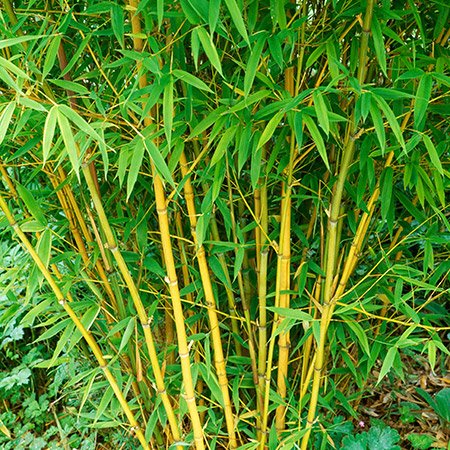 bambus-phyllostachys.jpg