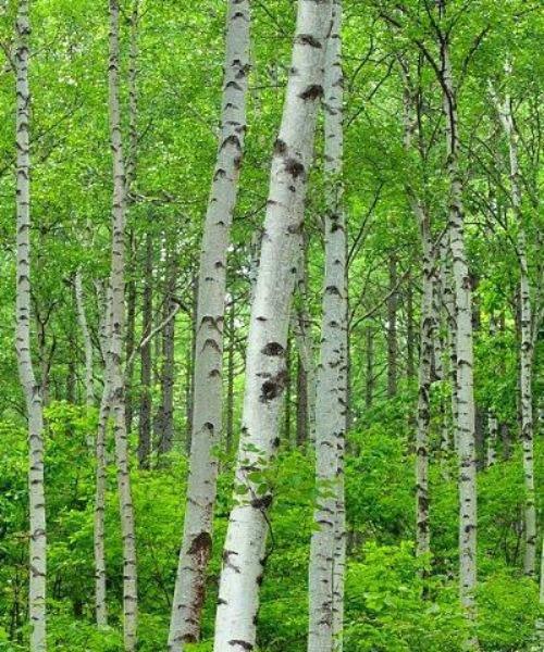 bela-breza-betula-alba.jpg