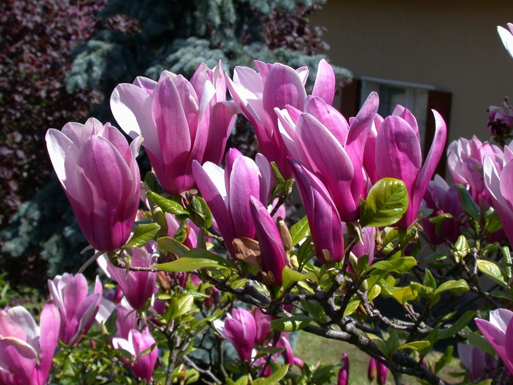 magnolija-magnolia.jpg