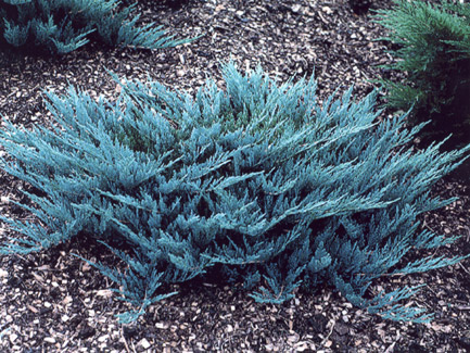polegli-etinar-plavi-juniperus-horizontalis-blue-carpet.jpg
