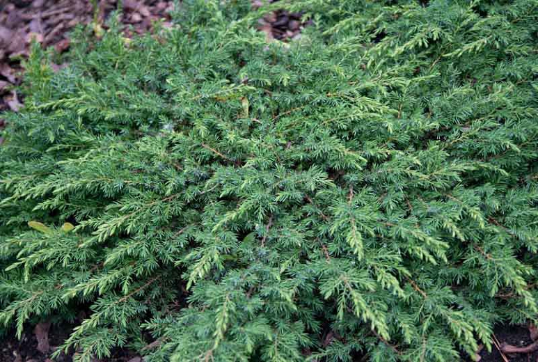polegli-etinar-zeleni-juniperus-horizontalis-green-carpet.jpg