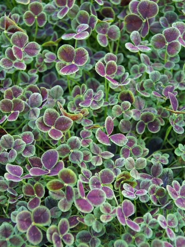 srena-detelina-trifolium-purpurascehs.jpg