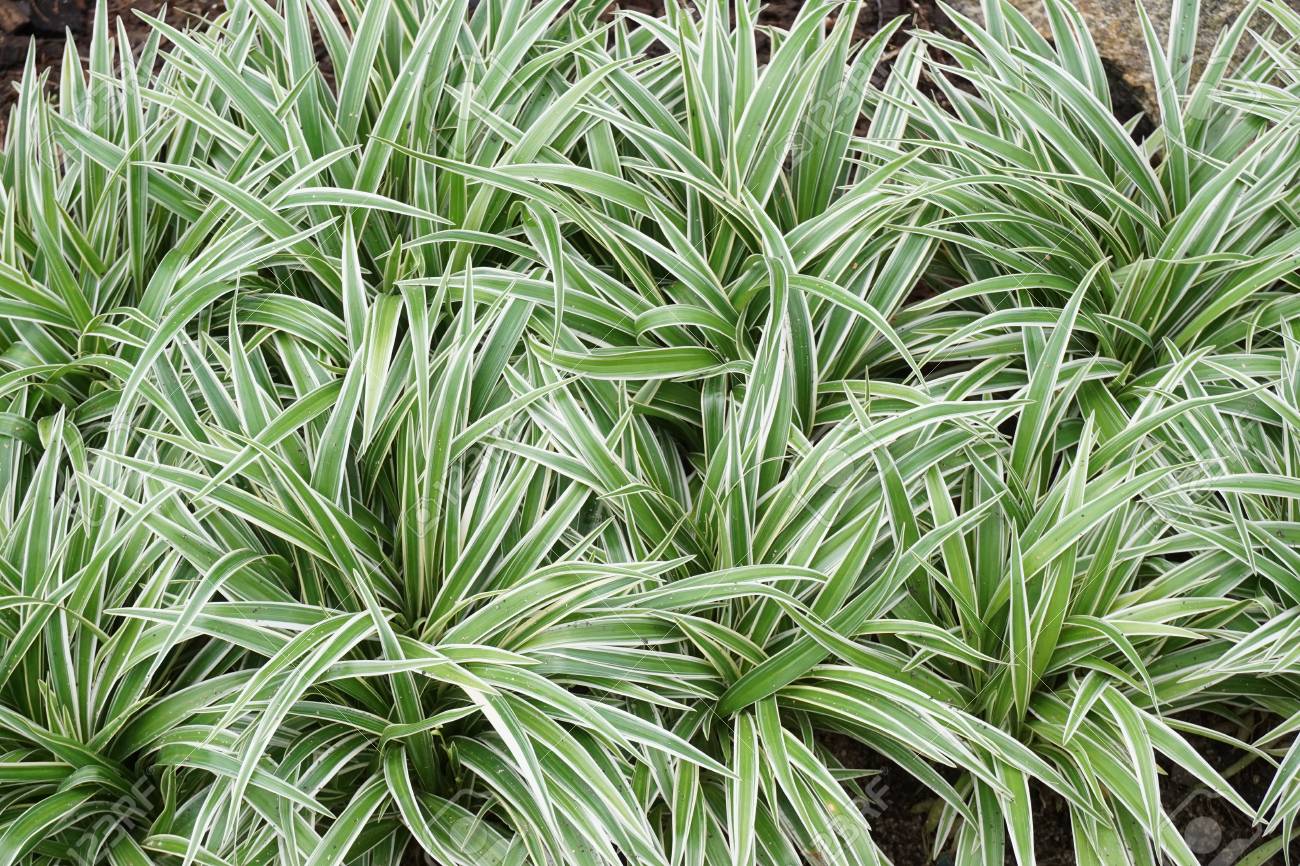 zeleni-ljiljan-chlorophytum-comosum.jpg