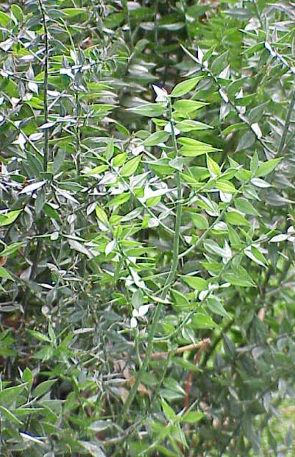 RUSCIS ACUELATUS (KOSTRIKA,JEŽOVINA) RUSCIS ACUELATUS (KOSTRIKA,JEŽOVINA)