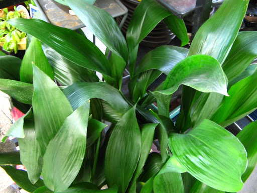 ASPIDISTRA