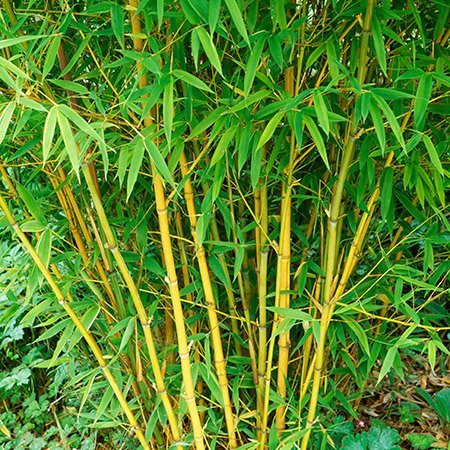 BAMBUS (Phyllostachys)