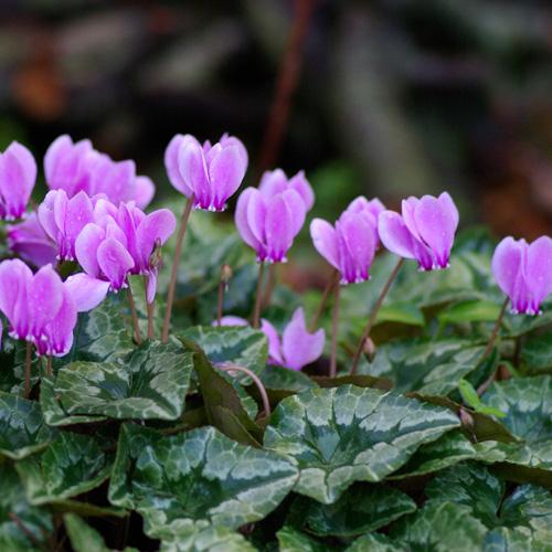 BAŠTENSKA CIKLAMA (Cyclamen Hederifolium)