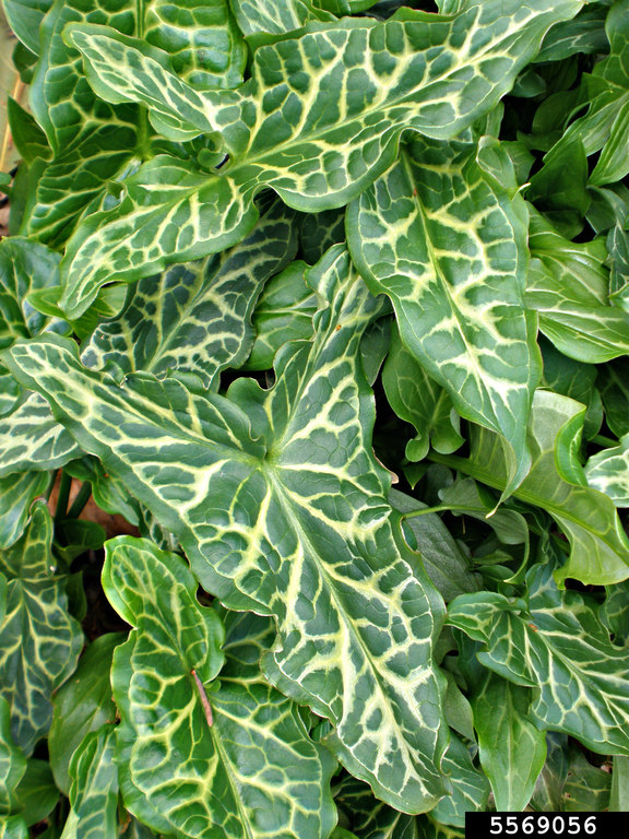 KALA BAŠTENSKA (Arum)