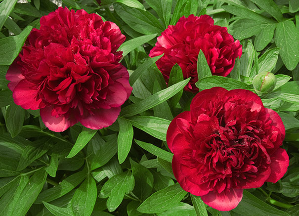 BOŽUR (Paeonia Officinalis)