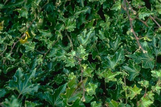  BRŠLJAN KOVRDŽA (Hedera Helix "Ivalace")