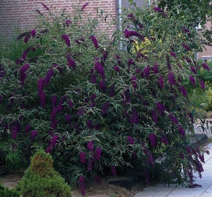 BUDDLEJA DAVIDII BLACK KNIGHT