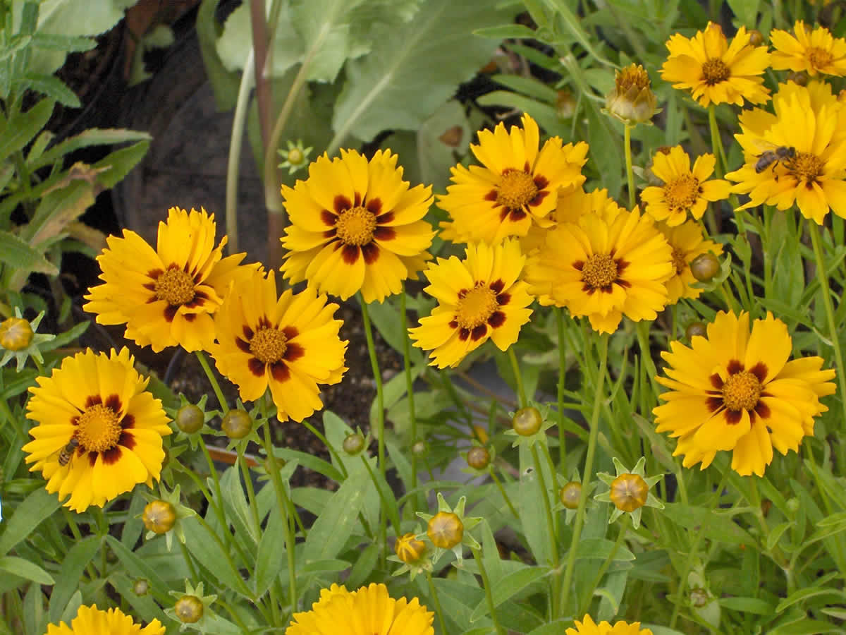 COREOPSIS LANCEOLATA