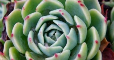 ECHEVERIA