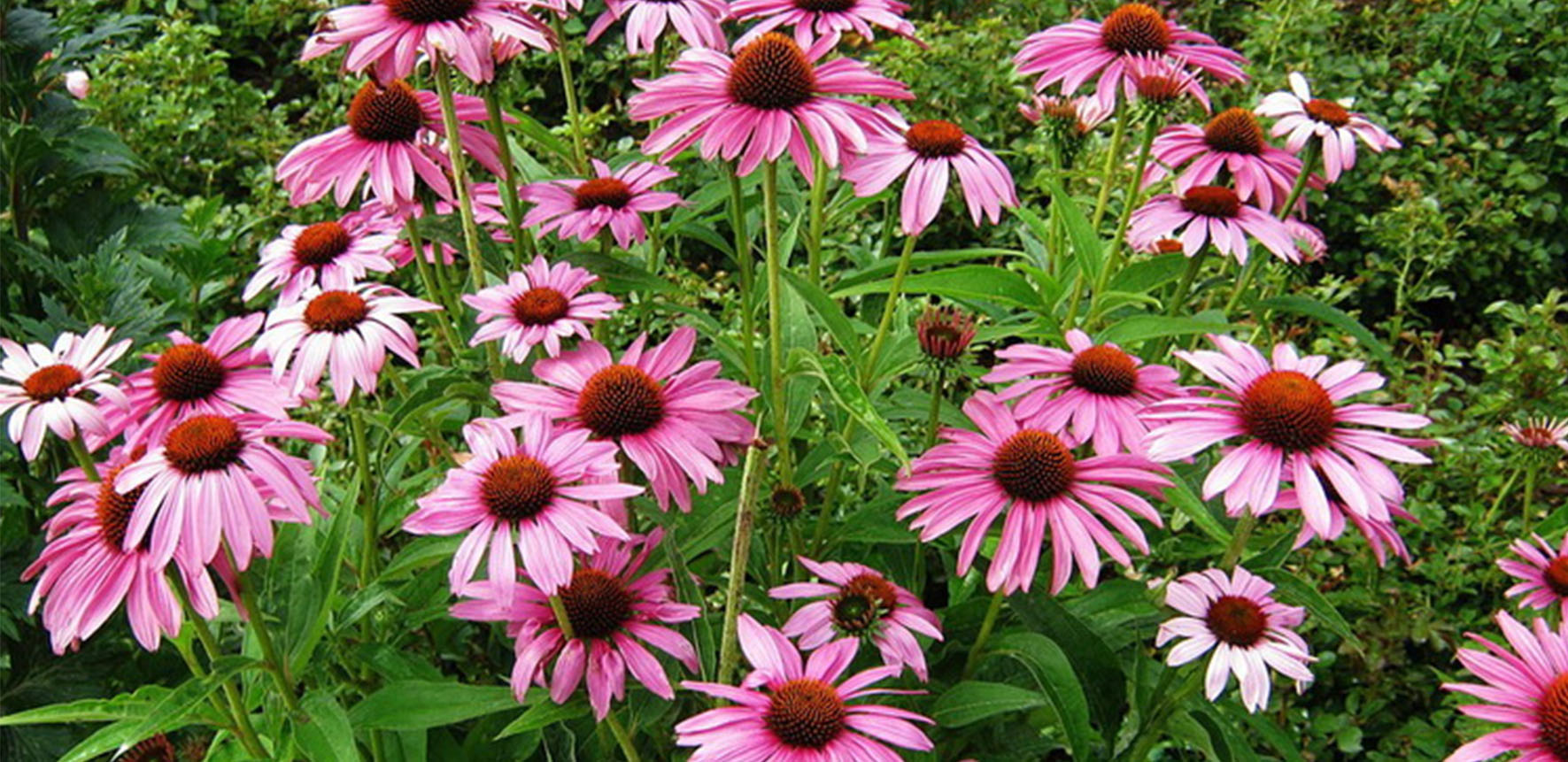  EHINACEA PURPURNA (Echinacea Purpurea "Magnus")