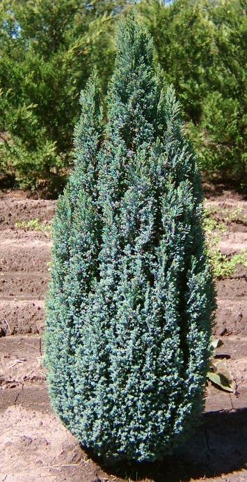 ELVUDI (Chamaecyperis "Ellwodii")