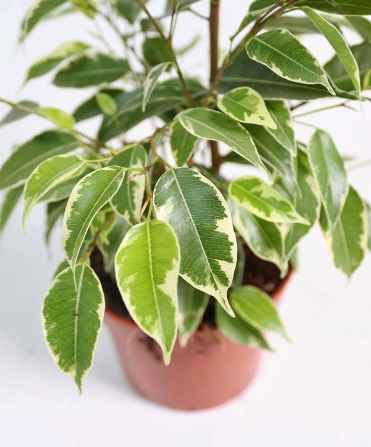 FICUS BENJAMINA
