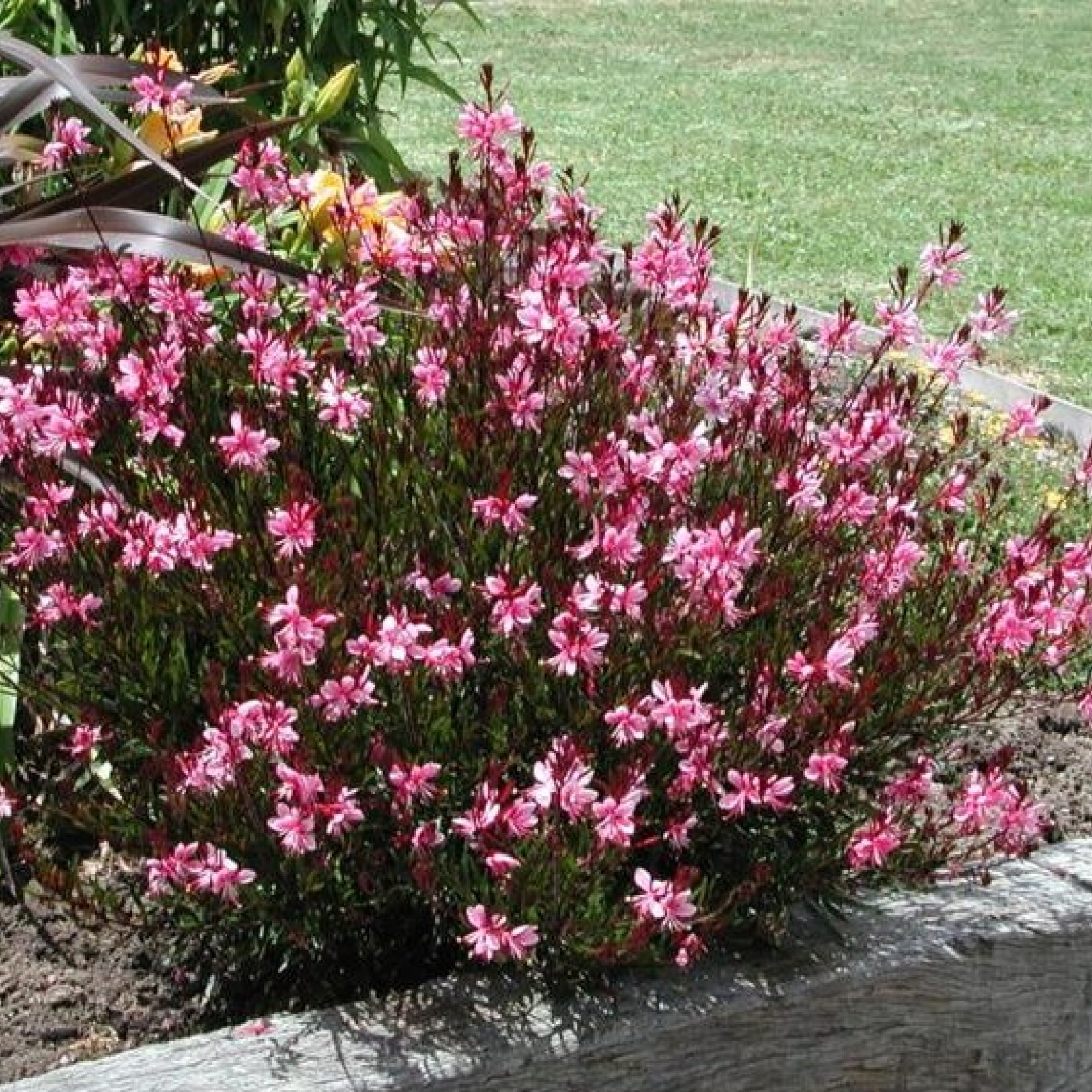 GAURA LINDHEIMERI "BALLERINA ROSE"
