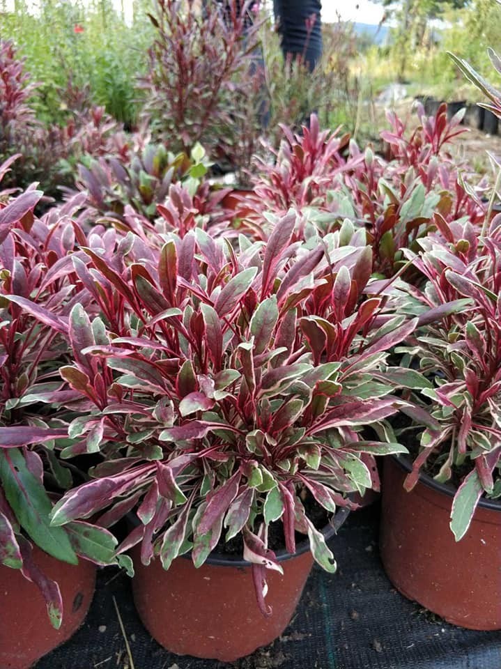 GAURA LINDHEIMERI "PASSIONATE RAINBOW"