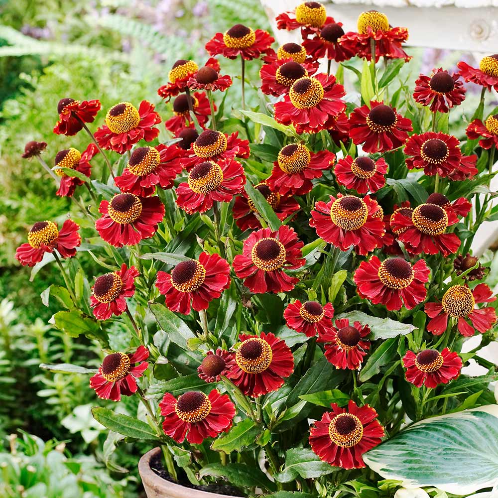HELENIUM RUBY