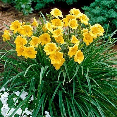 HEMEROKALIS (Hemerocallis)