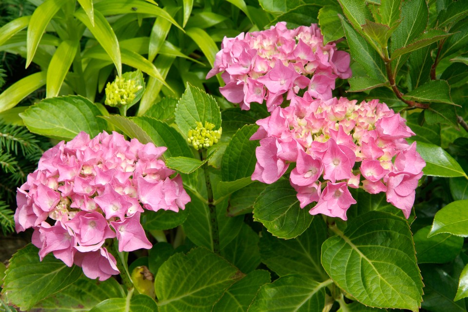 HORTENZIJE (Hydrangea Macrophylla Pink)