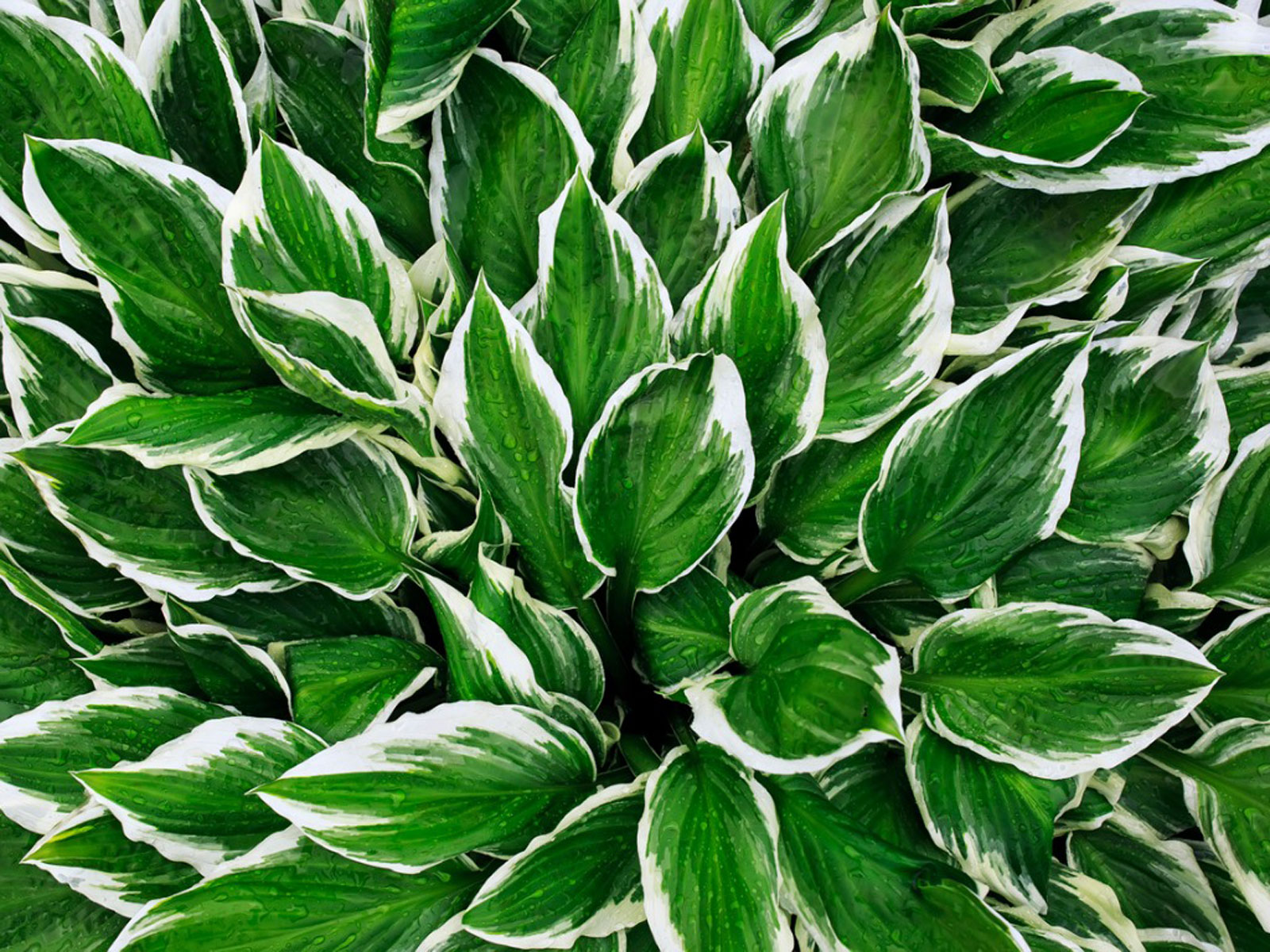 HOSTA (Hosta)