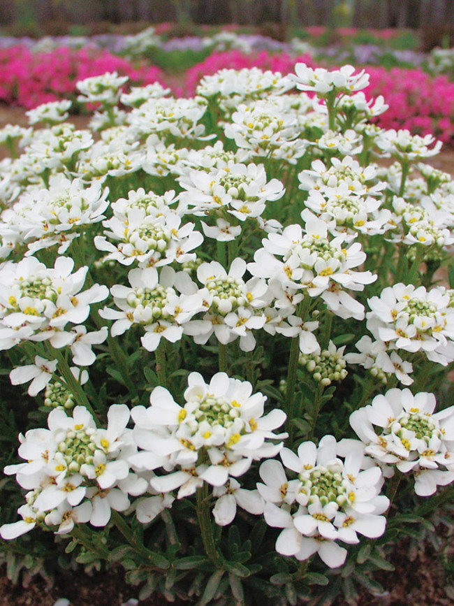 IBERIS (Iberis Semp. "Schneeflocke")