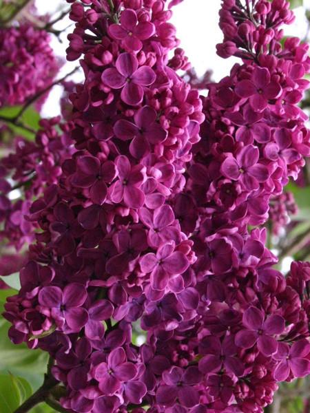 JORGOVAN LUDVIG ŠPAT (Syringa Vulgaris "Ludwig Spath")
