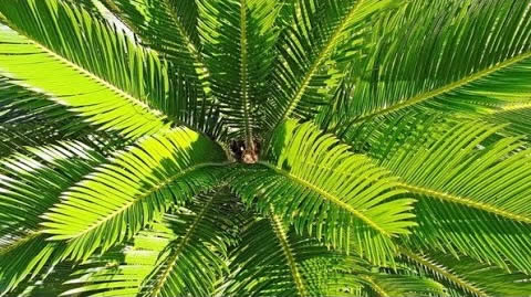 KANARSKA URMA (Palmacea)