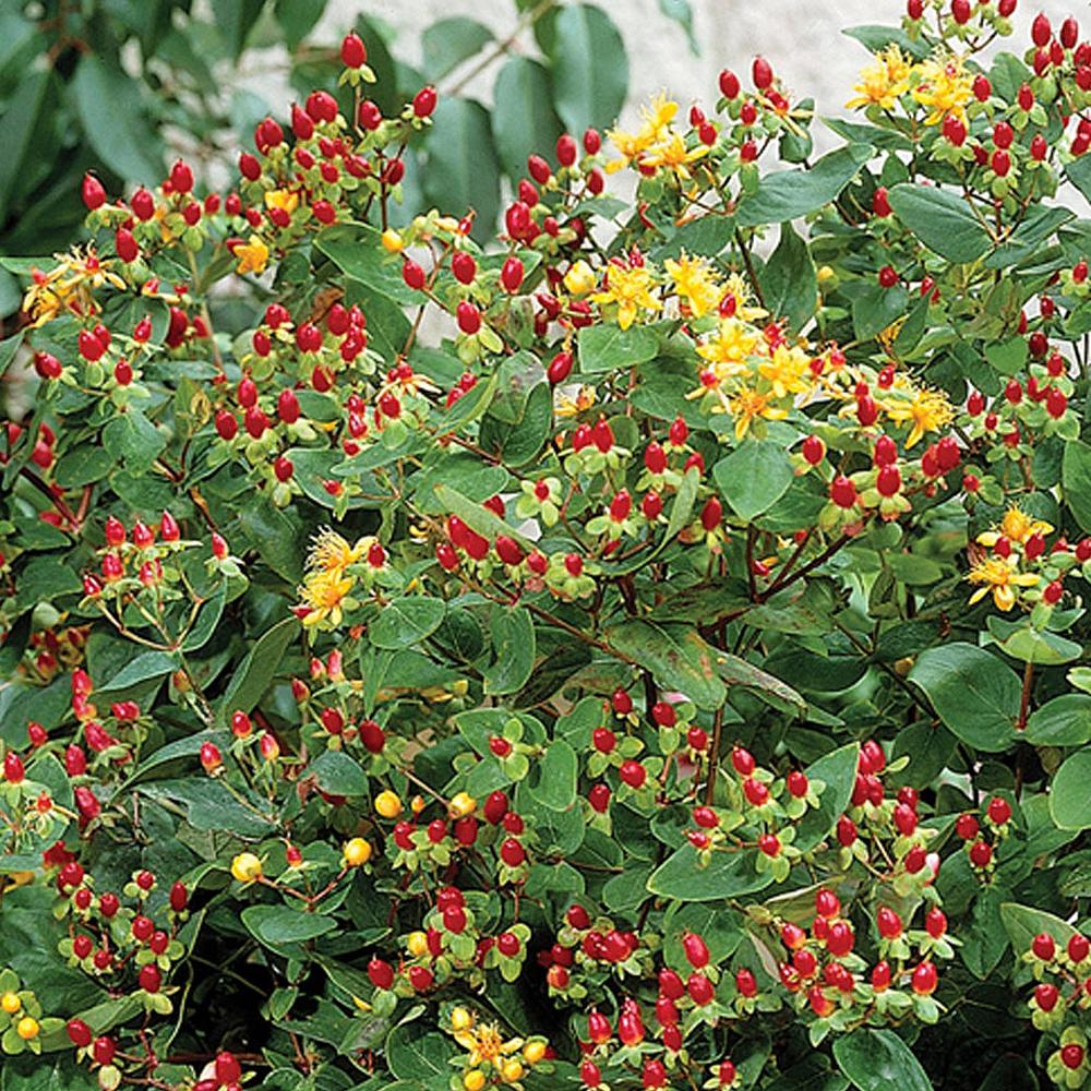 KANTARION (Hypericom Orange Flair)