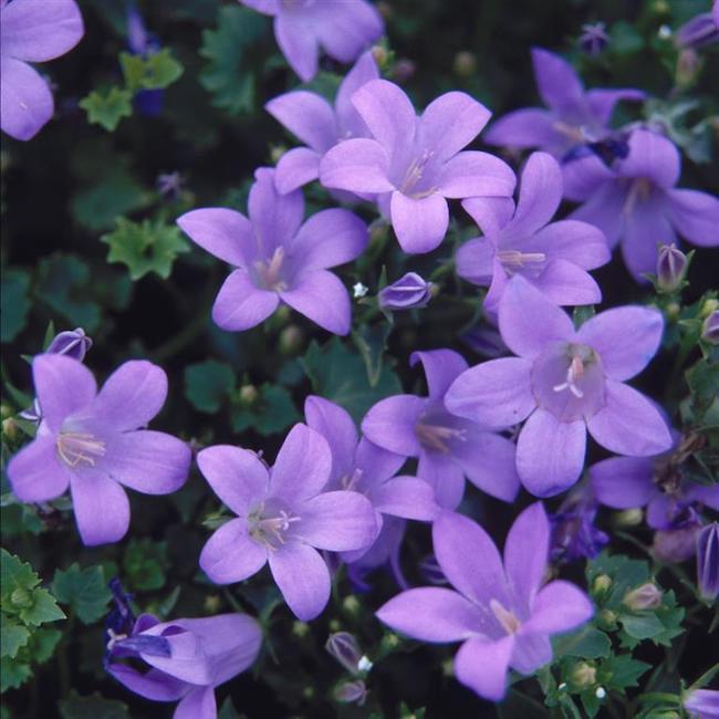KRISTALNI ZVONČIĆ (Campanula Garganica)