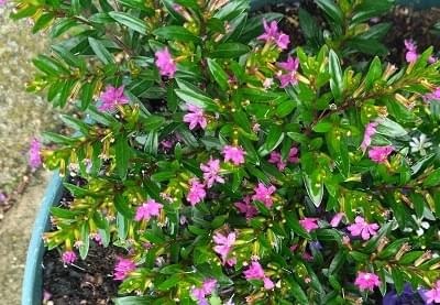 KUFEA (Cuphea Hyssopifolia)