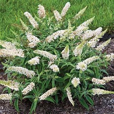 LETNJI JORGOVAN (Buddleja "White Ball")