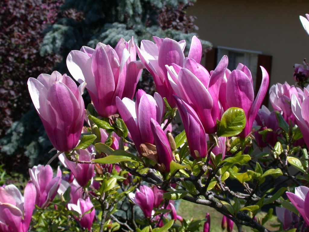 MAGNOLIJA (Magnolia)