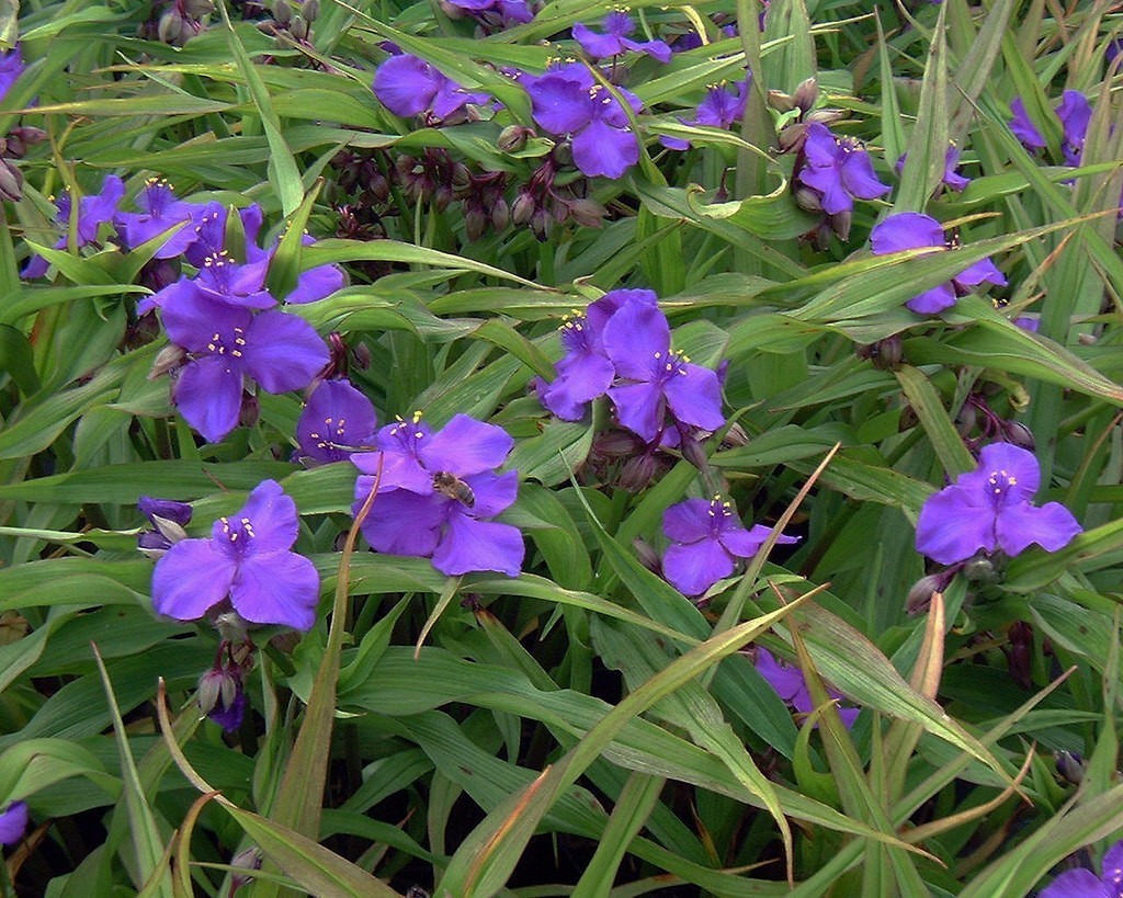 MAČIJI BRK (Tradescantia Hybrid "Karminglut")