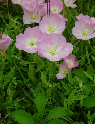 OENOTHERA SPECIOSA
