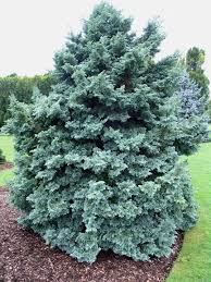 PAČEMPRES BULEVARD (Chamaecyparis Pissifera "Bulevard")