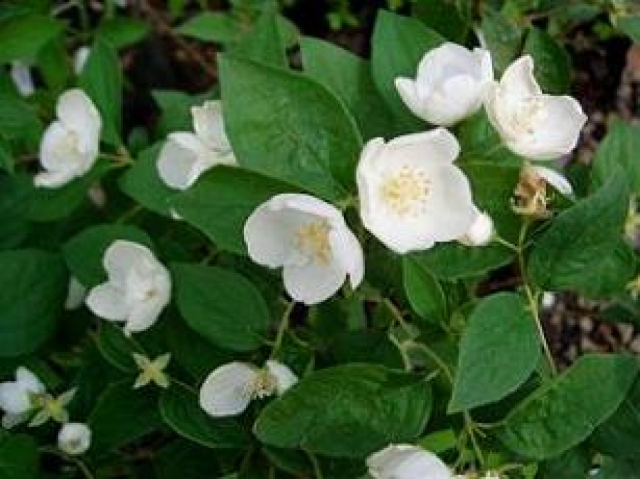 PAJASMIN (Philadelphus Coronarius)