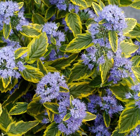 PLAVA MAGLA (Caryopteris Clandonensis Summer Sorbet)