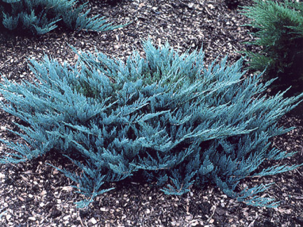 POLEGLI ČETINAR PLAVI (Juniperus Horizontalis "Blue Carpet")