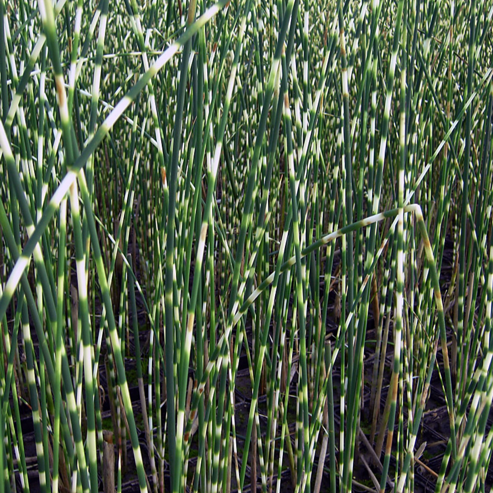 SCIRPUS TAB "ZEBRINUS"