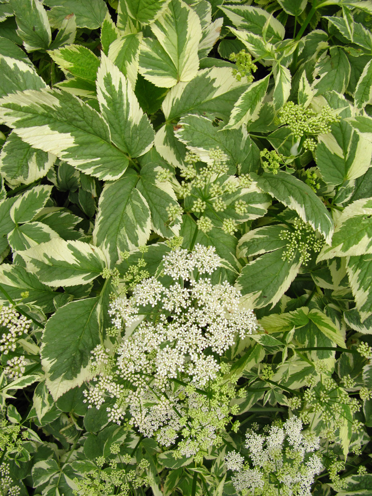 SEDMOLIST (Aegopodium P. "Variegatum")