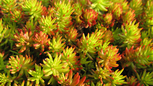 SEDUM RUPESTRE "ANGELINA"