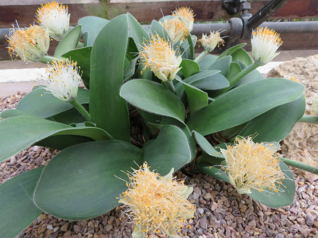 SLONOVO UVO (Haemanthus)