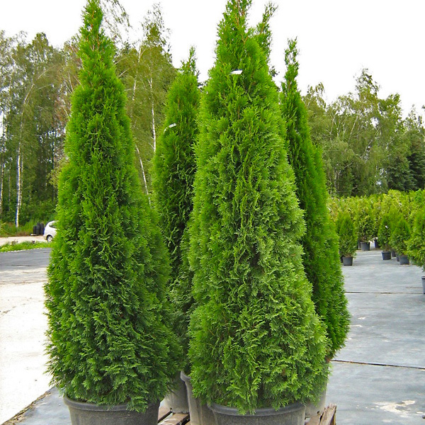 SMARAGD TUJA (Thuja Occidentalis "Smaragd")