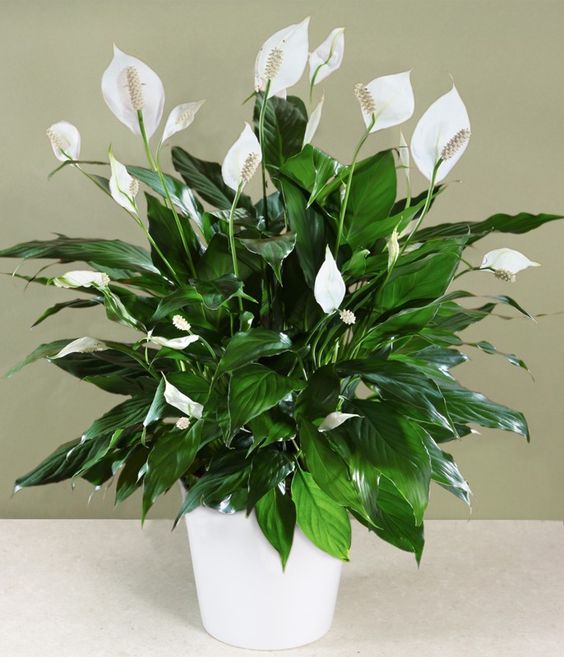 SPATIFILUM (Spathiphyllum)