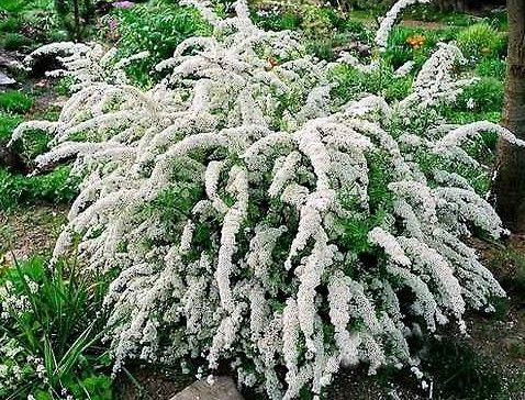 SPIREA ARGUTA