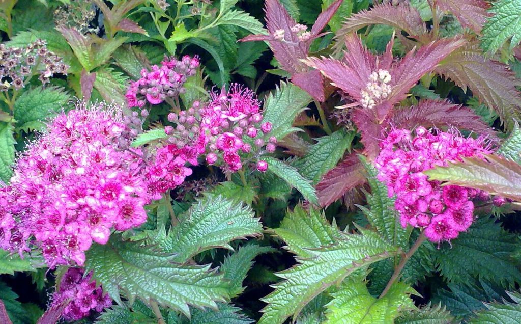 SPIREA (Spirea Japonica "Cripsa")
